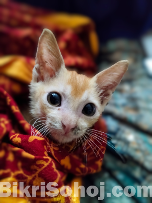 মিক্সড ব্রিড বিড়াল